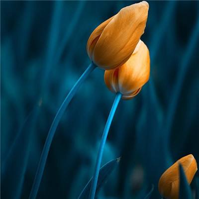 BOB体育登录入口APP下载ios